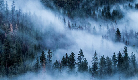 加拿大进口木材